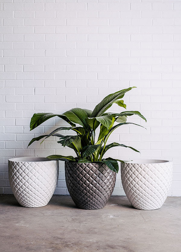 PLANTERS + POTS