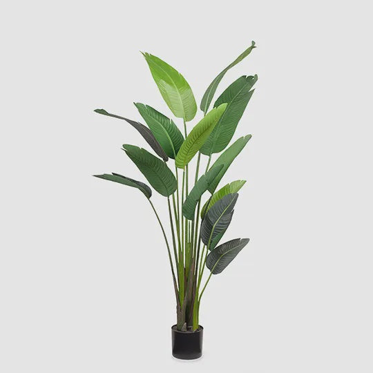 Bird of Paradise Plant
