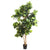 Tree Fiddle Leaf Fig 2m