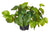 Pothos Garden Pot Green