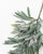 Olive Branch